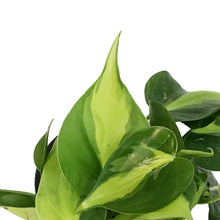 Load image into Gallery viewer, Philodendron, 4in, Brasil