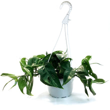 Load image into Gallery viewer, Epipremnum Pinnatum, 6in HB, Albo