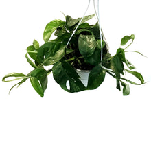 Load image into Gallery viewer, Epipremnum Pinnatum, 6in HB, Albo