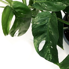 Load image into Gallery viewer, Epipremnum Pinnatum, 6in HB, Albo
