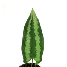 Load image into Gallery viewer, Aglaonema, 4in, White Dream