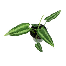 Load image into Gallery viewer, Aglaonema, 4in, White Dream
