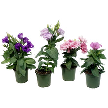 Load image into Gallery viewer, Lisianthus, 4in