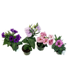 Load image into Gallery viewer, Lisianthus, 4in