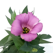 Load image into Gallery viewer, Lisianthus, 4in