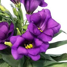 Load image into Gallery viewer, Lisianthus, 4in
