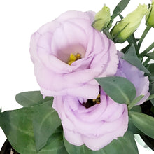 Load image into Gallery viewer, Lisianthus, 4in