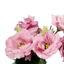 Load image into Gallery viewer, Lisianthus, 4in