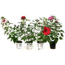 Load image into Gallery viewer, Hibiscus,2gal, Assorted Colours