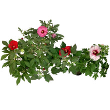 Load image into Gallery viewer, Hibiscus,2gal, Assorted Colours