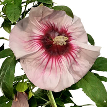 Load image into Gallery viewer, Hibiscus,2gal, Assorted Colours