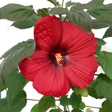 Load image into Gallery viewer, Hibiscus,2gal, Assorted Colours
