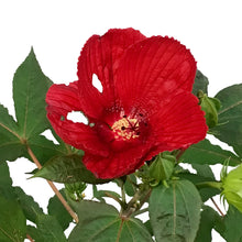 Load image into Gallery viewer, Hibiscus,2gal, Assorted Colours