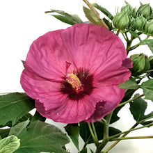 Load image into Gallery viewer, Hibiscus,2gal, Assorted Colours