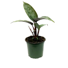 Load image into Gallery viewer, Apoballis, 4in