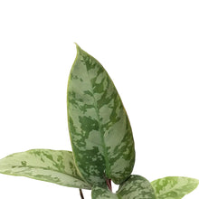 Load image into Gallery viewer, Apoballis, 4in