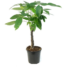 Load image into Gallery viewer, Pachira, 4in, Money Tree