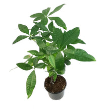 Load image into Gallery viewer, Pachira, 4in, Money Tree