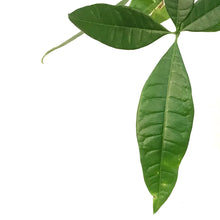 Load image into Gallery viewer, Pachira, 4in, Money Tree