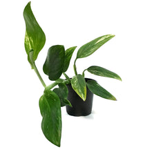 Load image into Gallery viewer, Monstera, 4in, Standleyana Varigated