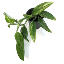 Load image into Gallery viewer, Monstera, 4in, Standleyana Varigated