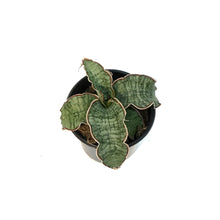 Load image into Gallery viewer, Sansevieria, 4in, Kirkii Blue