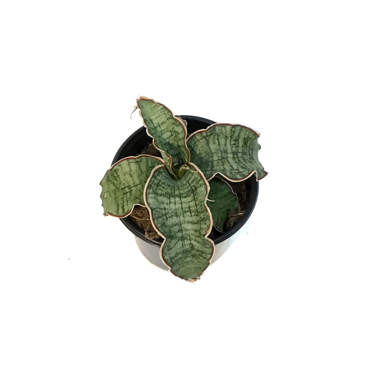 Sansevieria, 4in, Kirkii Blue – Floral Acres Greenhouse & Garden