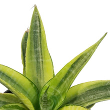 Load image into Gallery viewer, Sansevieria, 4in, Yellow Flame