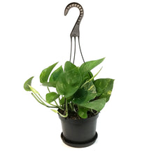 Load image into Gallery viewer, Pothos, 6in, Hawaiian, Hanging Basket