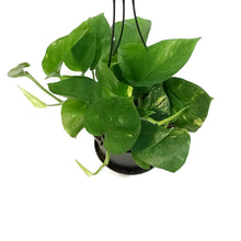 Load image into Gallery viewer, Pothos, 6in, Hawaiian, Hanging Basket