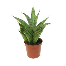 Load image into Gallery viewer, Sansevieria, 2.5in, Tough Lady