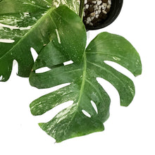 Load image into Gallery viewer, Monstera, 6in, Albo