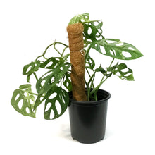 Load image into Gallery viewer, Monstera, 6in, Adansonii Indo Mint