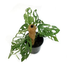 Load image into Gallery viewer, Monstera, 6in, Adansonii Indo Mint