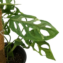 Load image into Gallery viewer, Monstera, 6in, Adansonii Indo Mint
