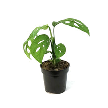Load image into Gallery viewer, Monstera, 4in,Epipremnoides, Esqueleto