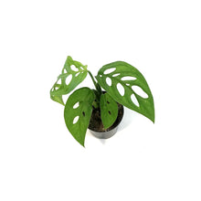 Load image into Gallery viewer, Monstera, 4in,Epipremnoides, Esqueleto