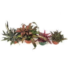 Load image into Gallery viewer, Earth Star, 6in