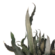 Load image into Gallery viewer, Earth Star, 6in