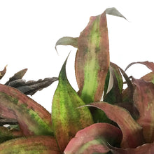 Load image into Gallery viewer, Earth Star, 6in
