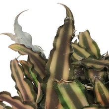 Load image into Gallery viewer, Earth Star, 6in