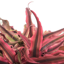Load image into Gallery viewer, Earth Star, 6in