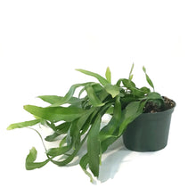 Load image into Gallery viewer, Orchid, 6in, Cactus