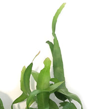Load image into Gallery viewer, Orchid, 6in, Cactus