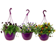Load image into Gallery viewer, Hanging Basket, 10in, Fall,Pansy, Assorted