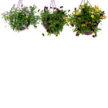 Load image into Gallery viewer, Hanging Basket, 10in, Fall,Pansy, Assorted