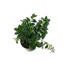 Load image into Gallery viewer, Nemantanthus, 4In, Goldfish Plant
