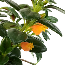 Load image into Gallery viewer, Nemantanthus, 4In, Goldfish Plant