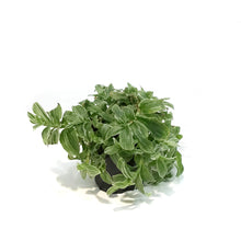 Load image into Gallery viewer, Tradescantia, 4in,Zebra White