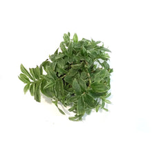 Load image into Gallery viewer, Tradescantia, 4in,Zebra White